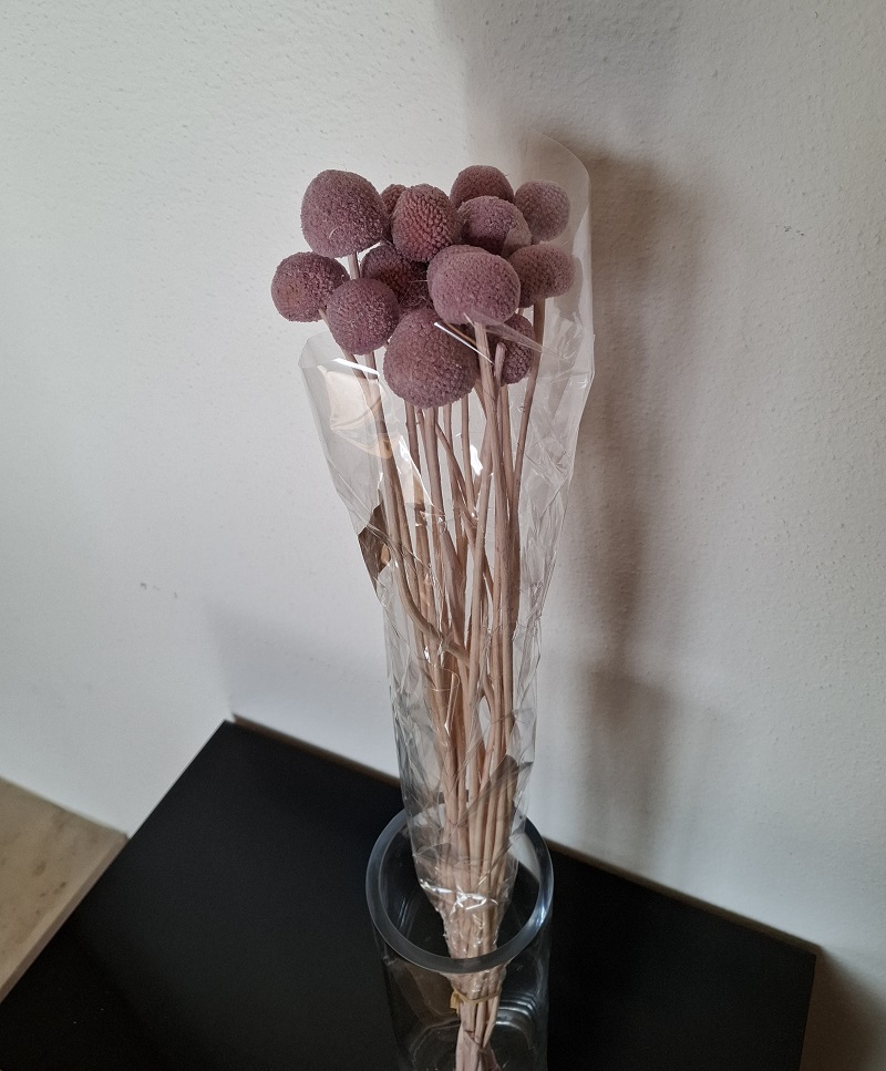 Craspedia lavender stabilizovaná zväzok